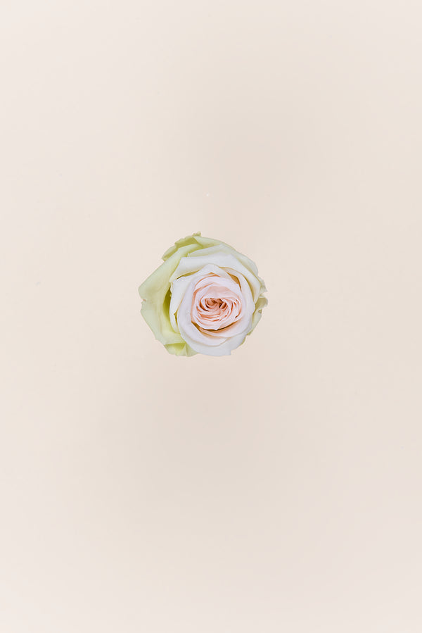 Rose Medium - Box 8 heads