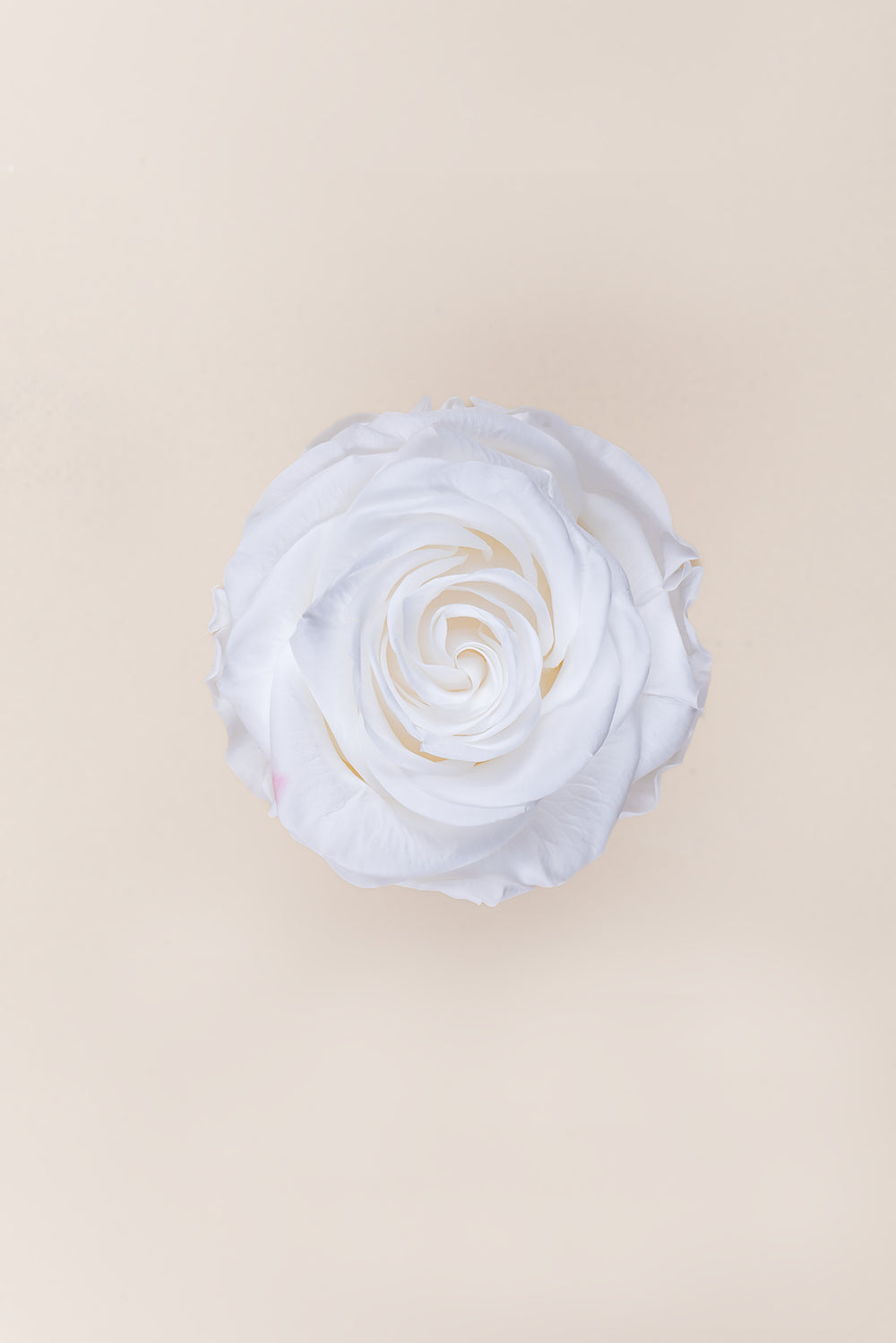Rose Premium - Box 4 heads