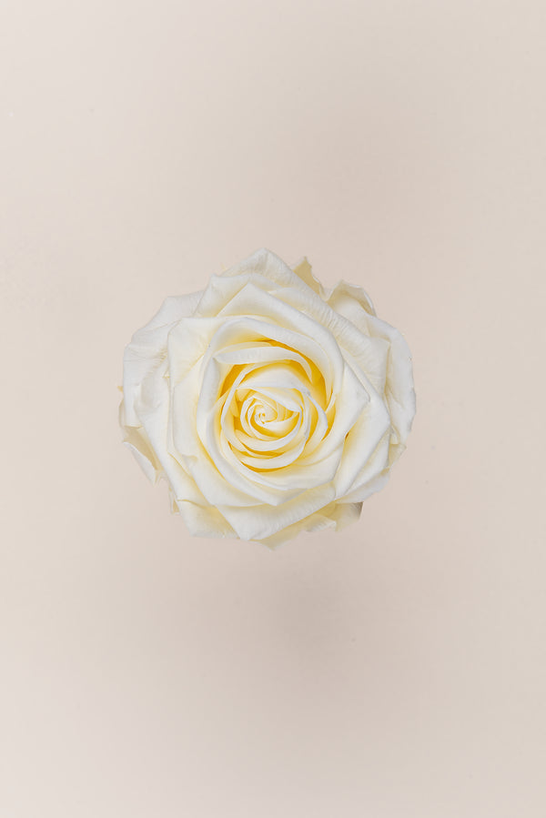 Rose Premium - Box 4 heads