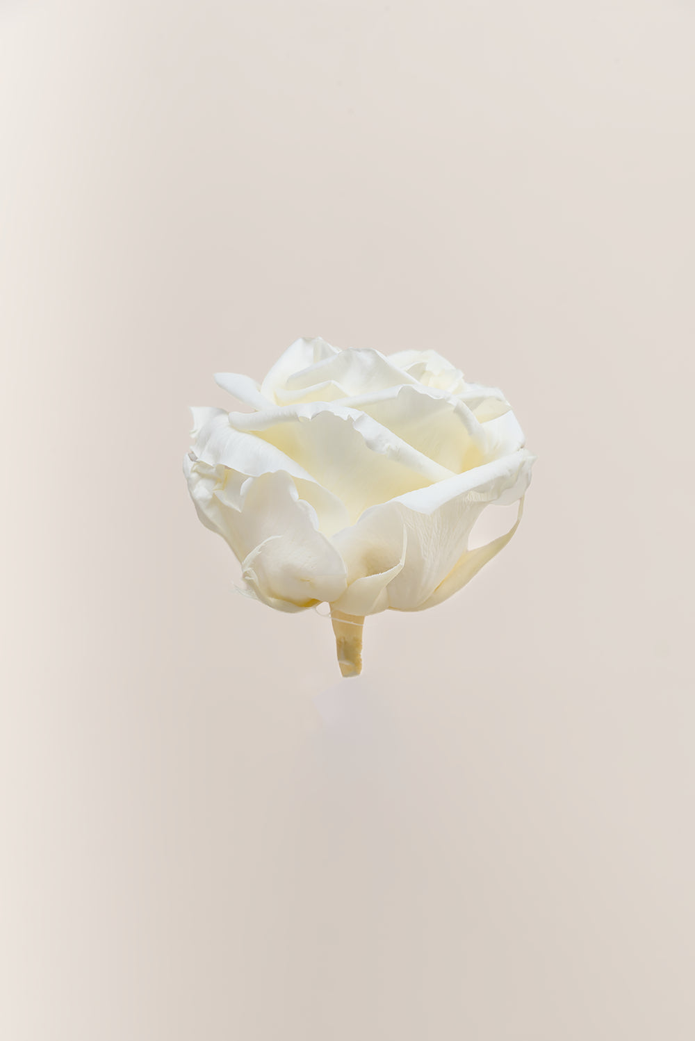 Rose Premium - Box 4 heads