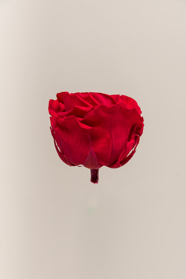 Rose Premium - Box 4 heads