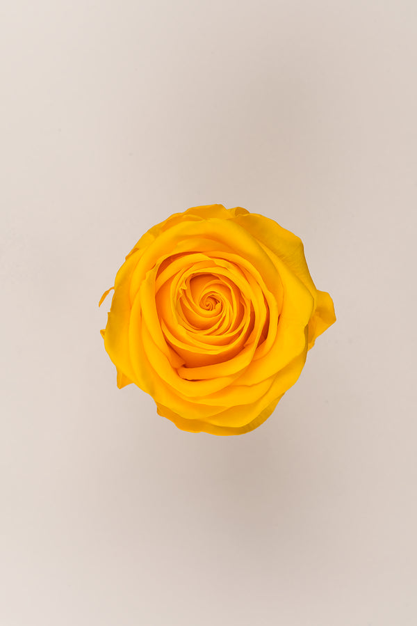 Rose Premium - Box 4 heads