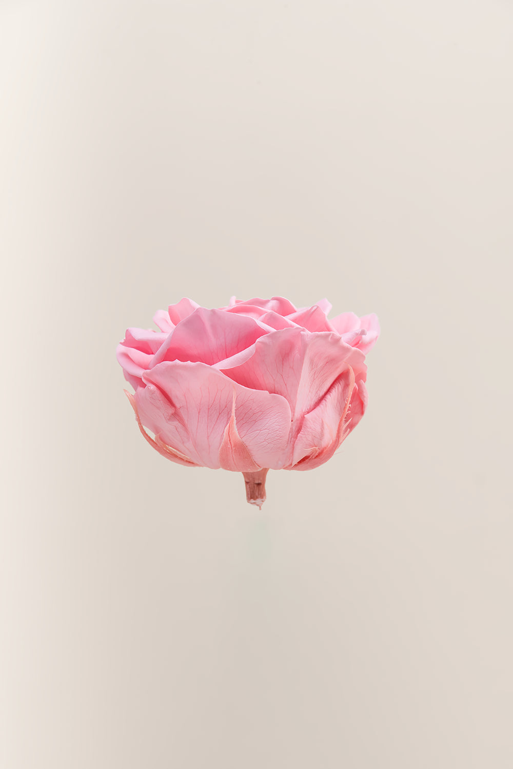 Rose Premium - Box 4 heads