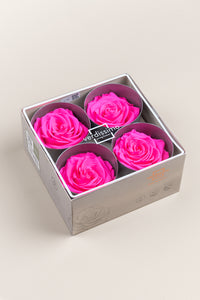 Rose vif
