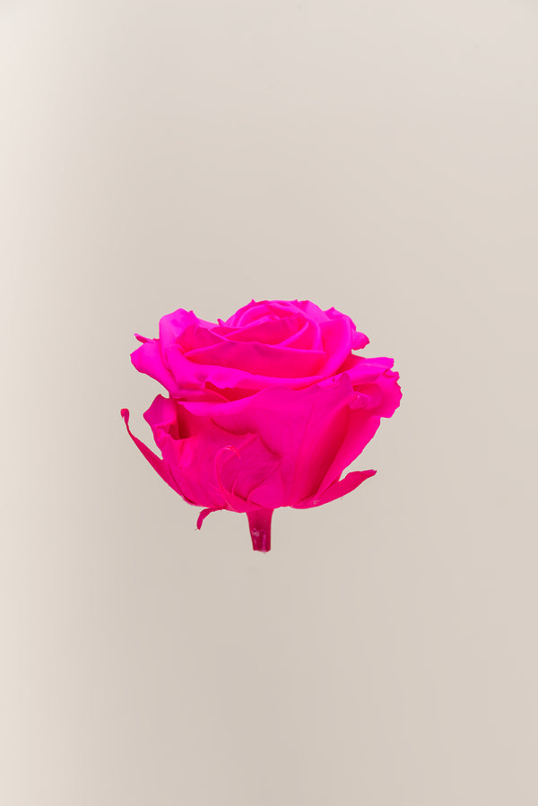 Rose Premium - Box 4 heads