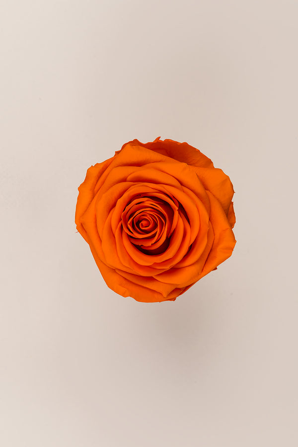 Rose Premium - Box 4 heads