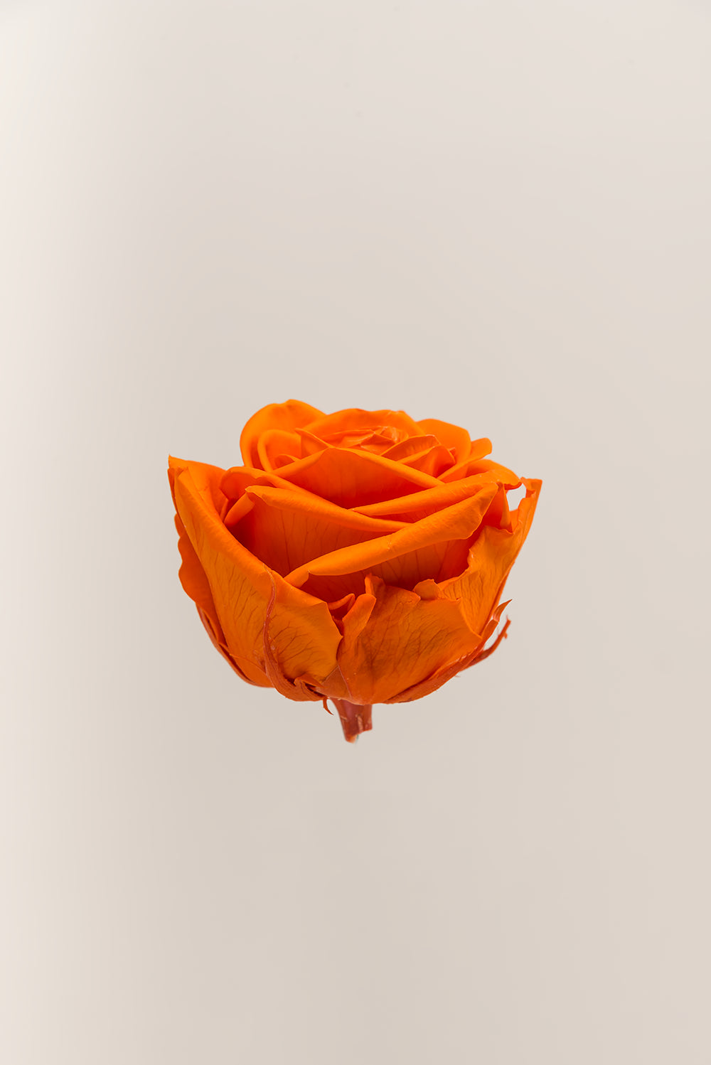 Rose Premium - Box 4 heads