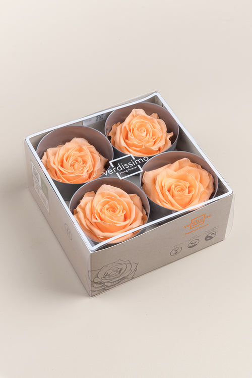 Rosa Premium - Caja de 4 cabezas
