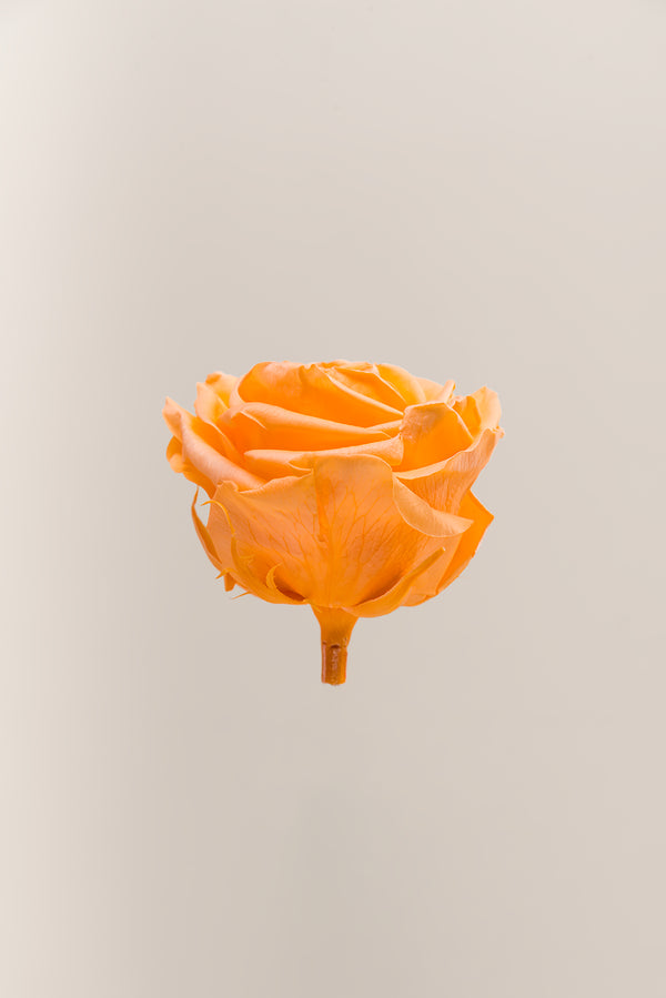 Rose Premium - Box 4 heads