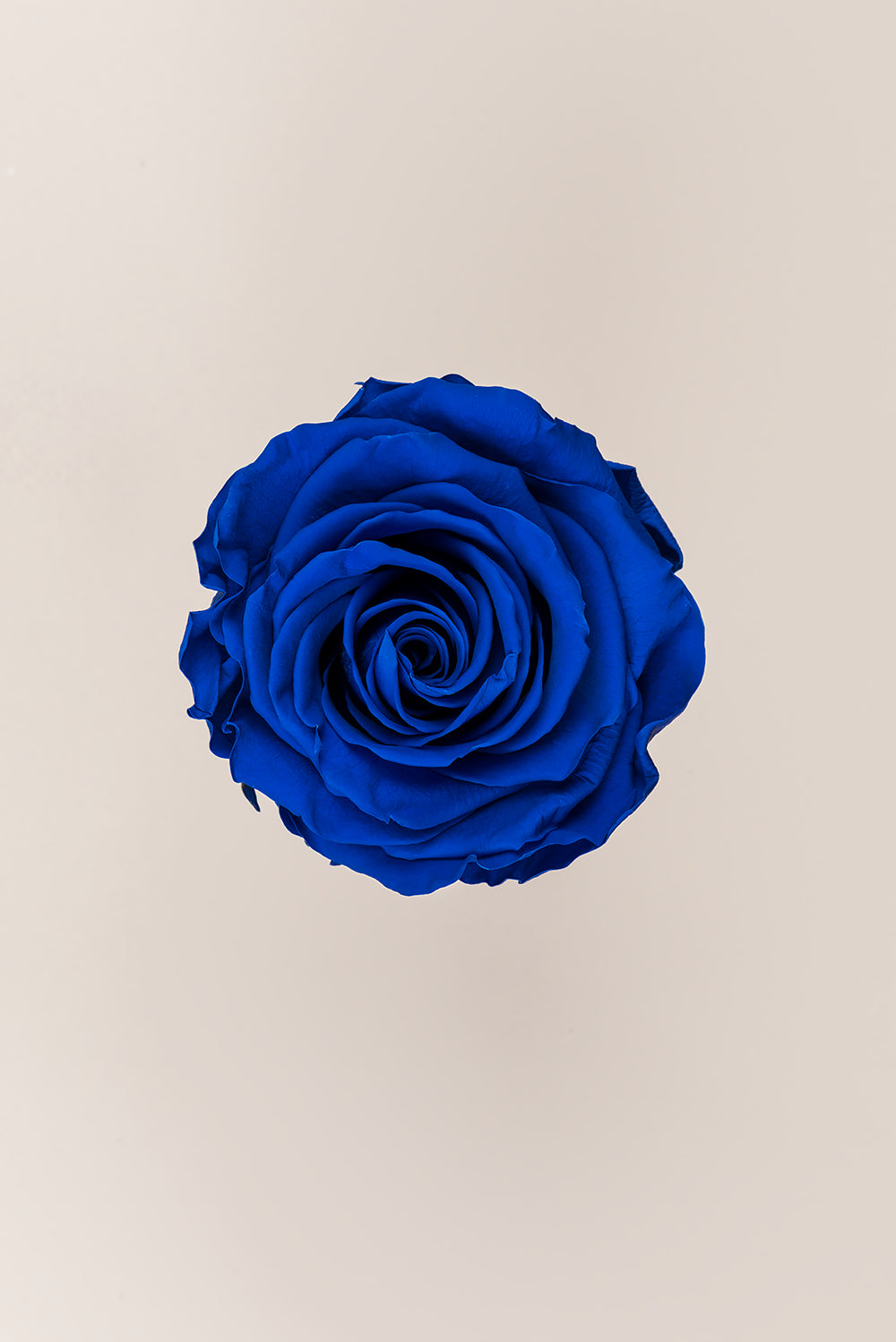 Rose Premium - Box 4 heads