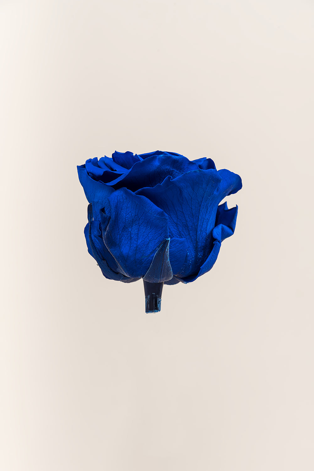 Rose Premium - Box 4 heads