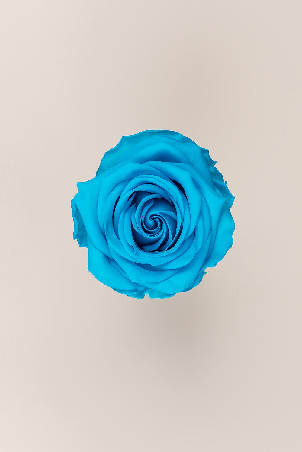 Rose Premium - Box 4 heads