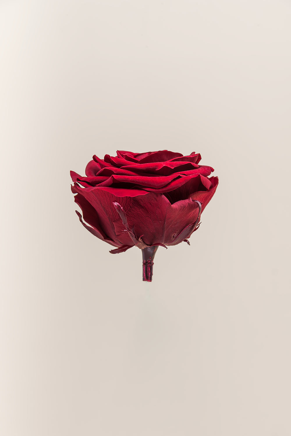 Rose Premium - Box 4 heads