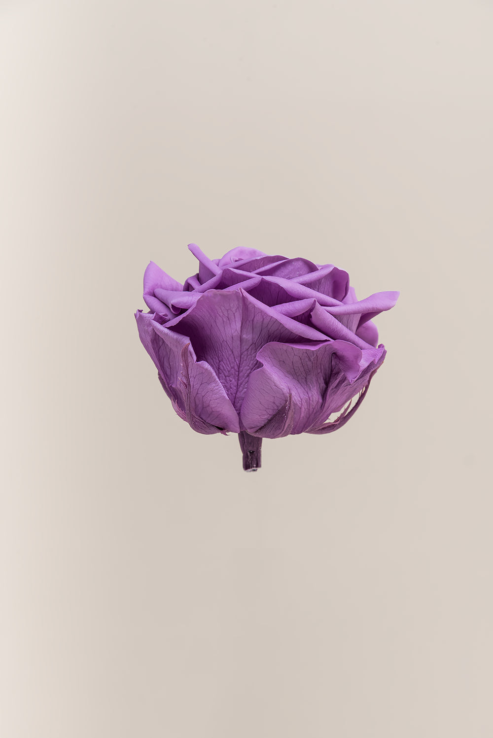 Rose Premium - Box 4 heads