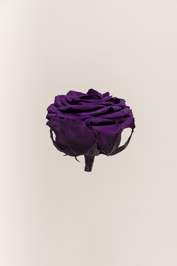 Rose Premium - Box 4 heads