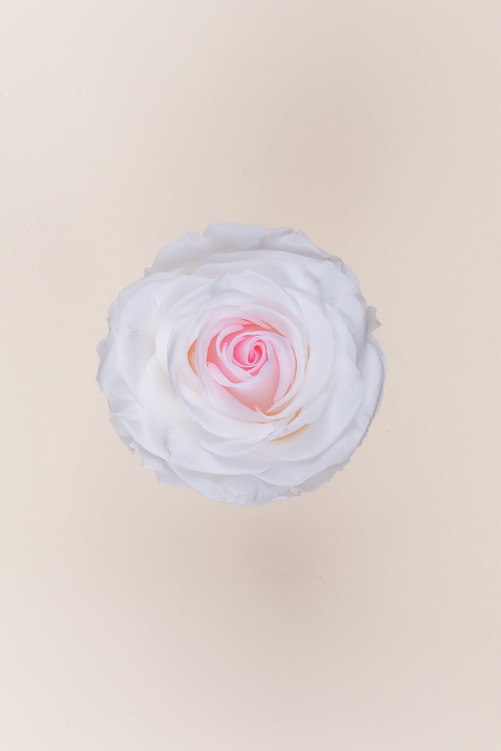 Rose Premium - Box 4 heads