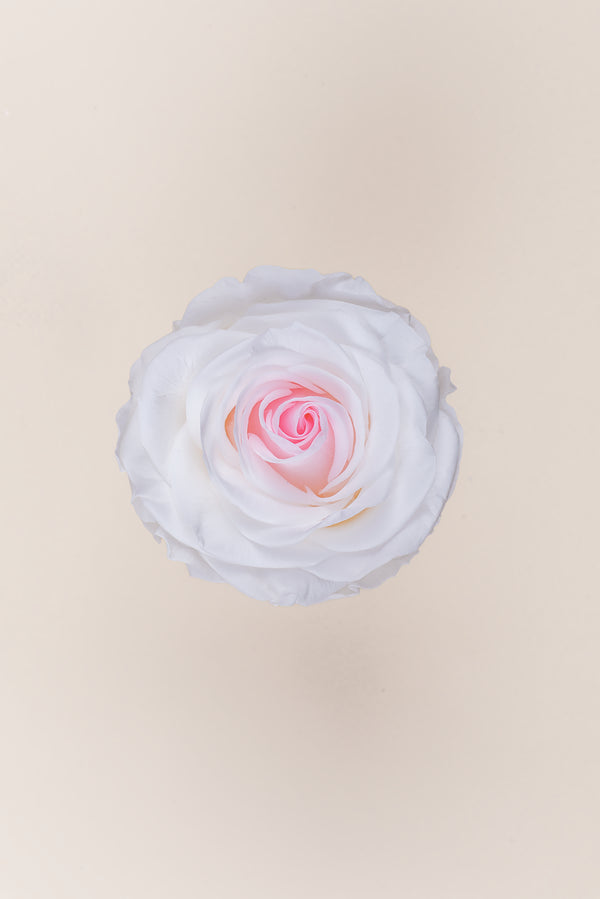 Rose Premium - Box 4 heads
