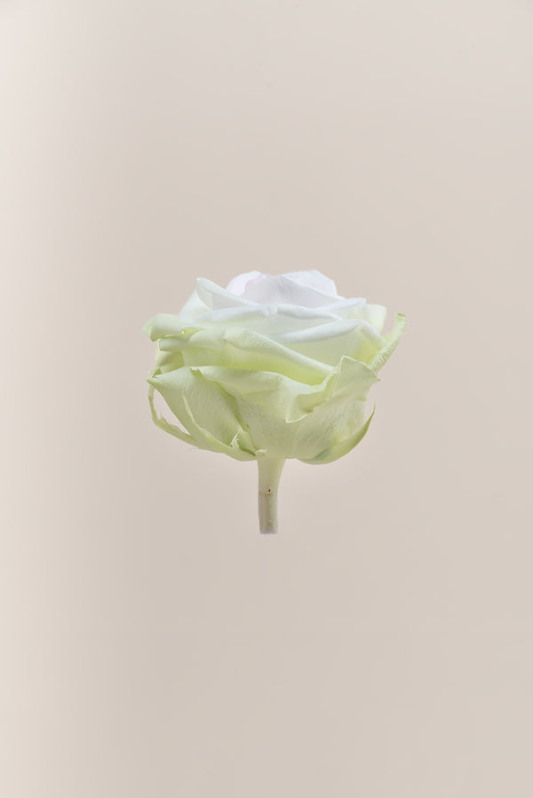 Rose Premium - Box 4 heads