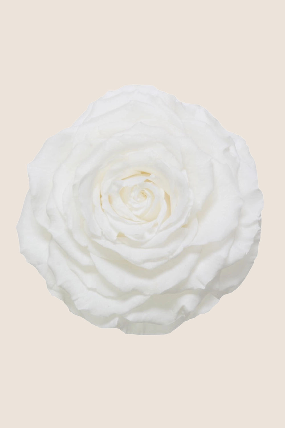 Rose king - Cabecera caja 1