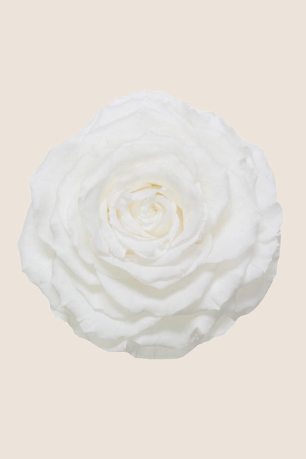 Rose king - Box 1 head