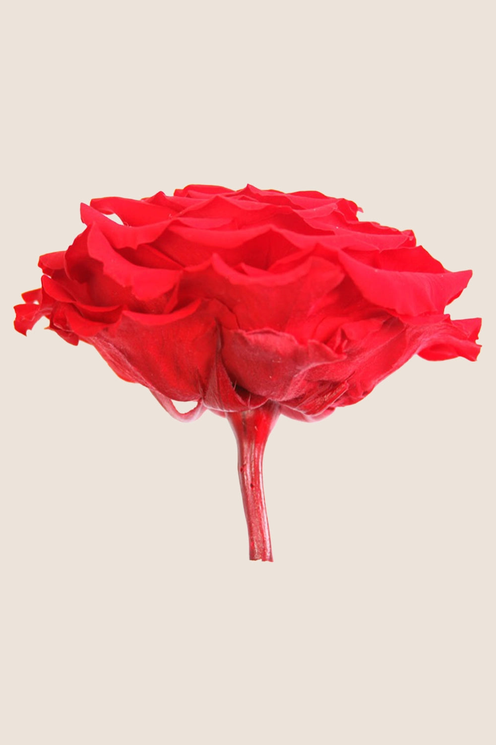 Rose king - Cabecera caja 1