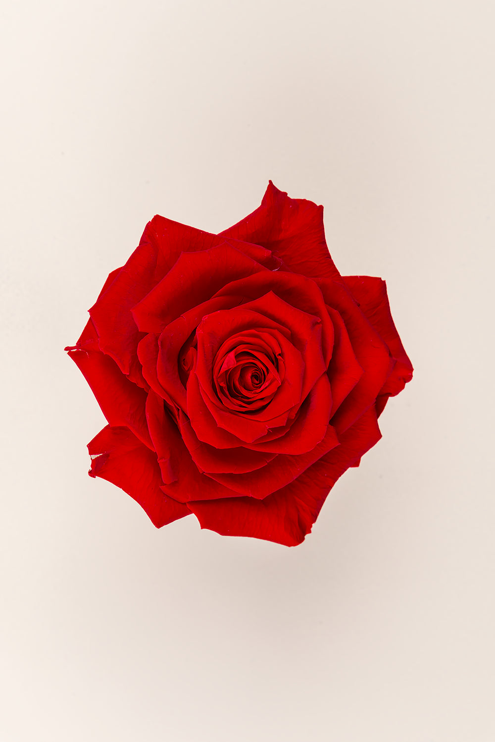 Rose king - Cabecera caja 1