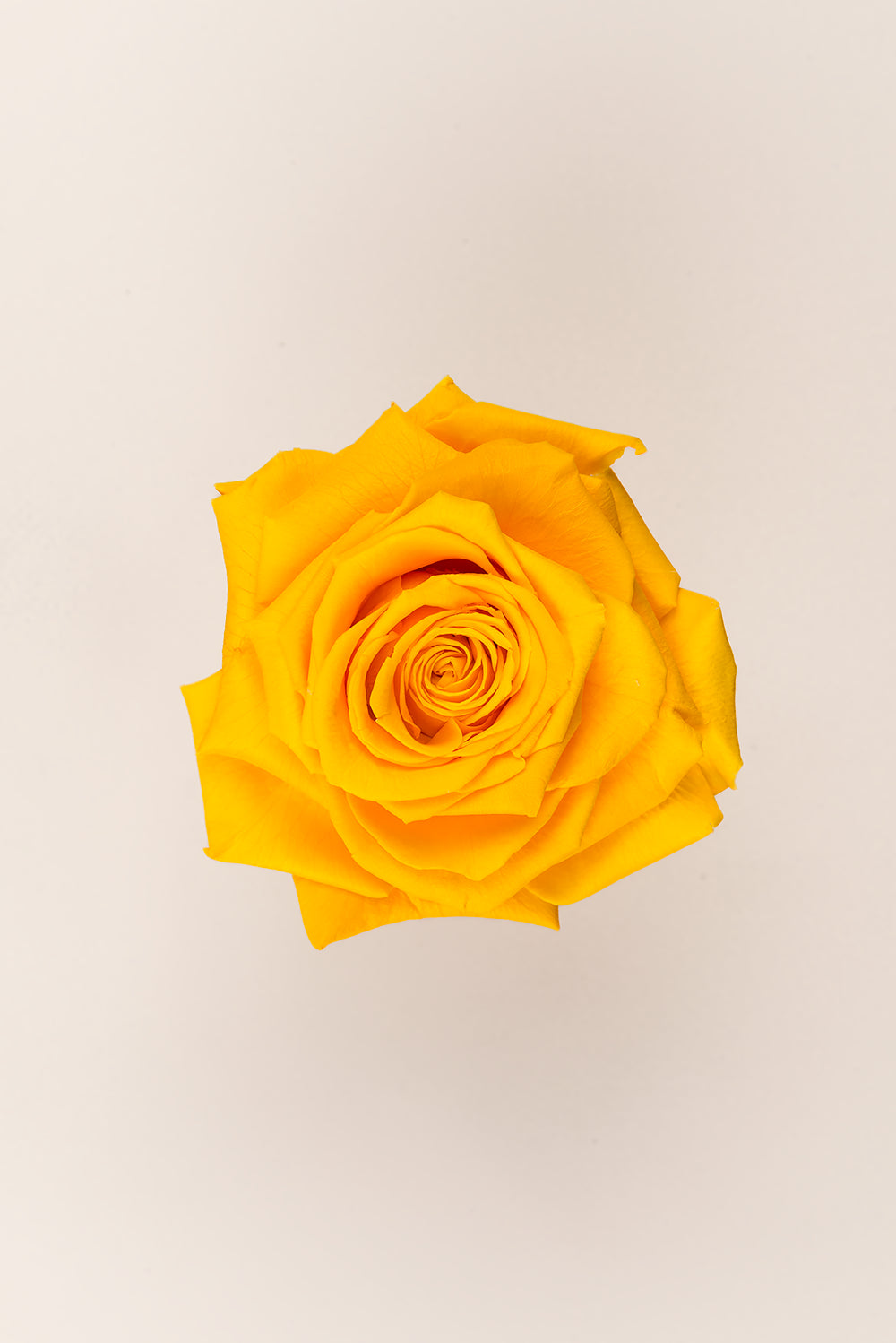 Rose king - Cabecera caja 1