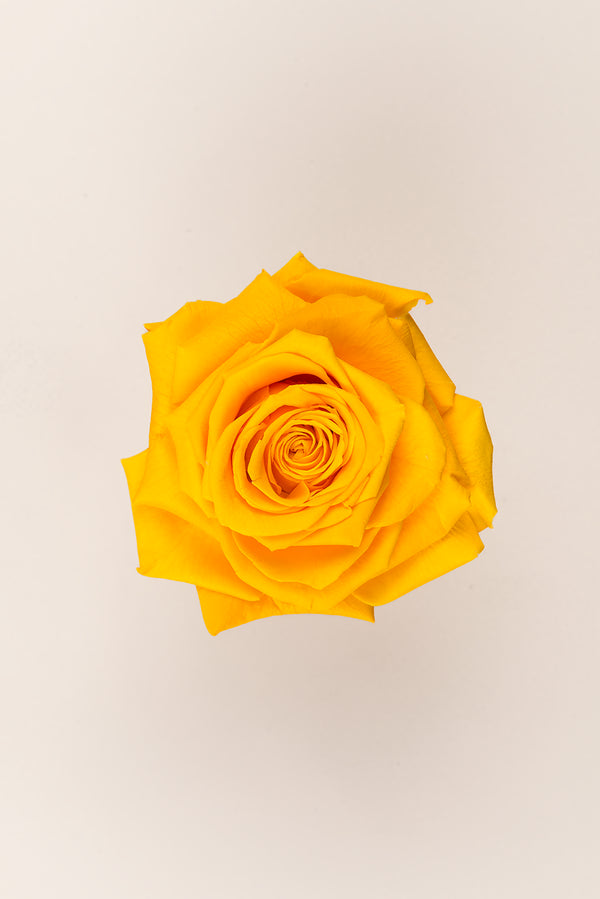 Rose king - Box 1 head