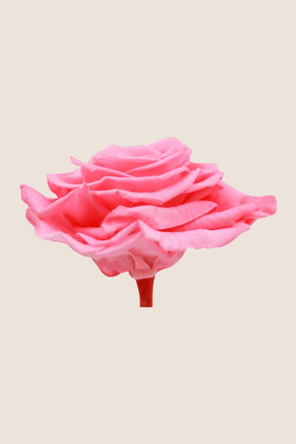 Rose king - Cabecera caja 1
