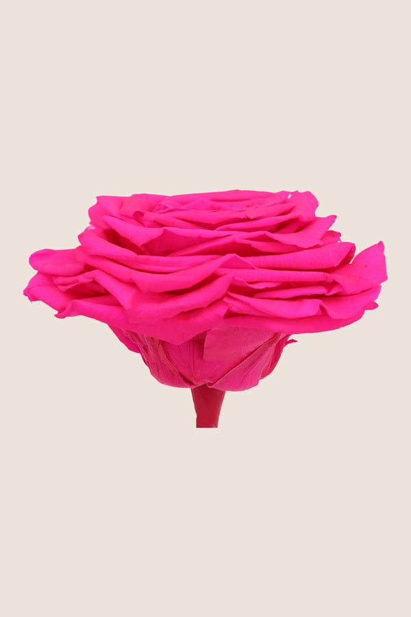 Rose king - Box 1 head