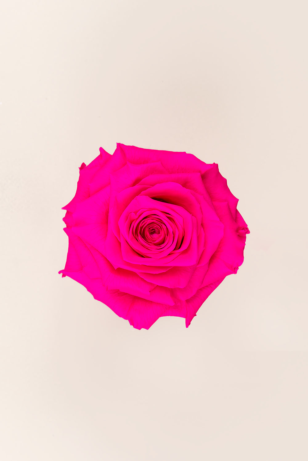 Rose king - Cabecera caja 1