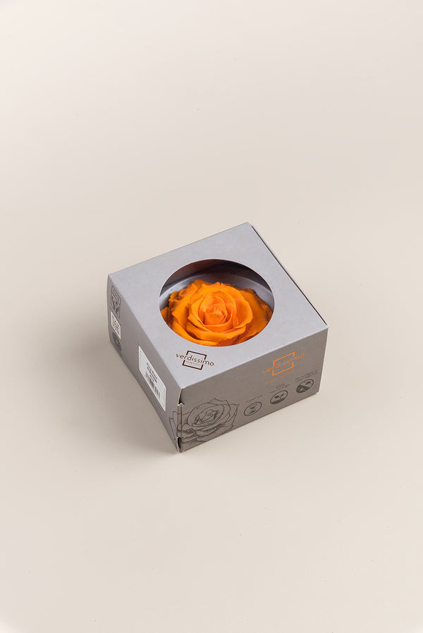 Rose king - Box 1 head