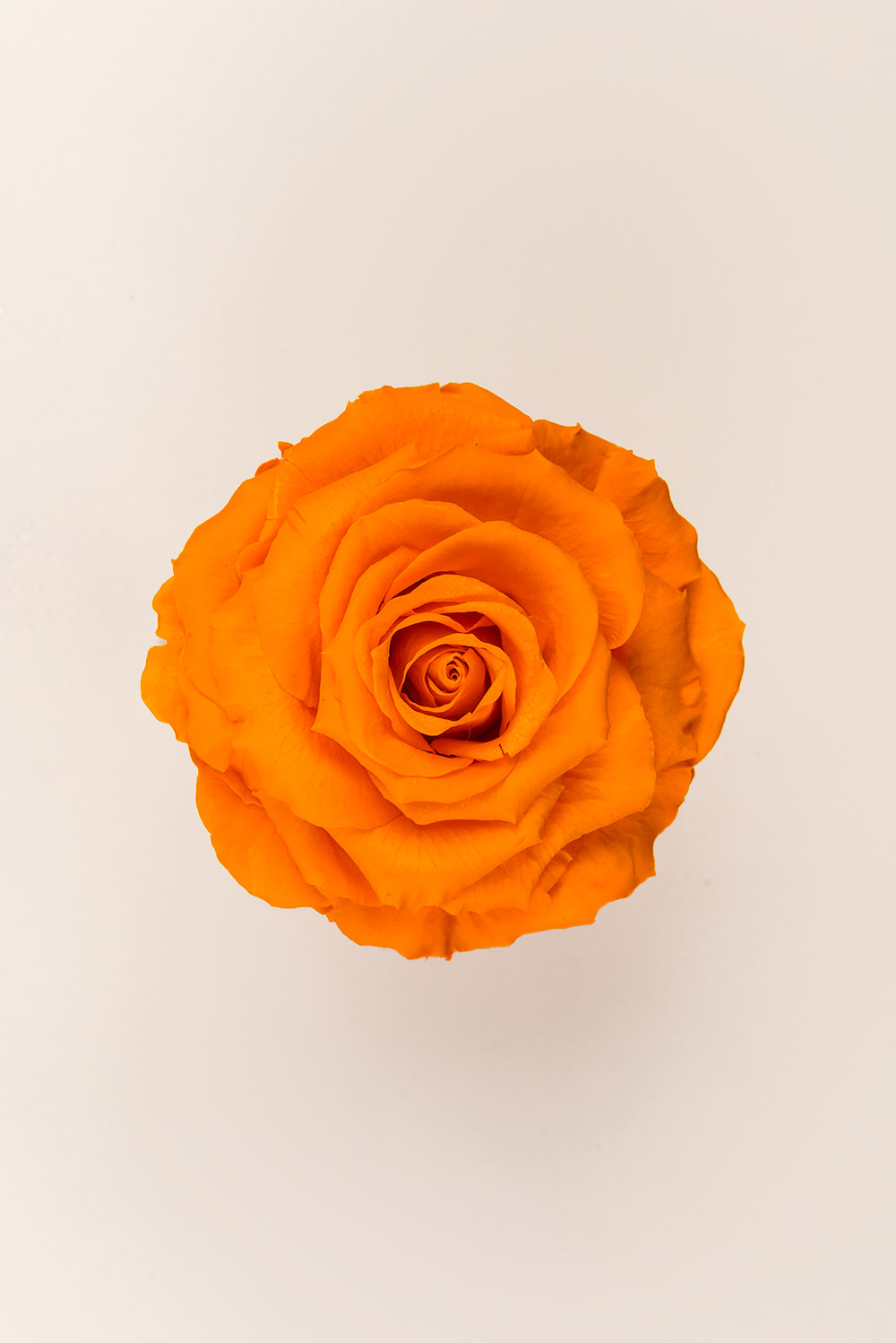 Rose king - Cabecera caja 1