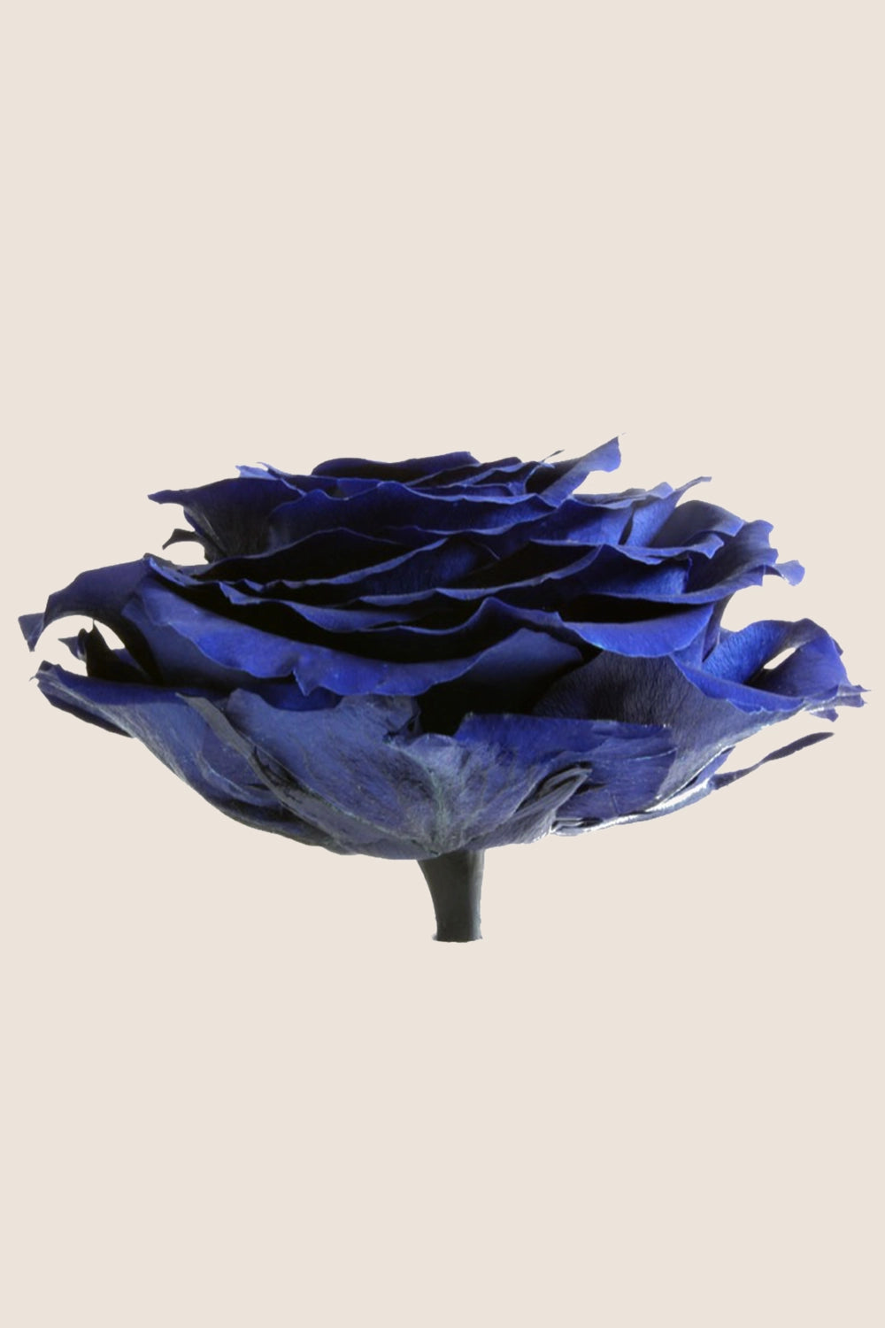 Rose king - Cabecera caja 1