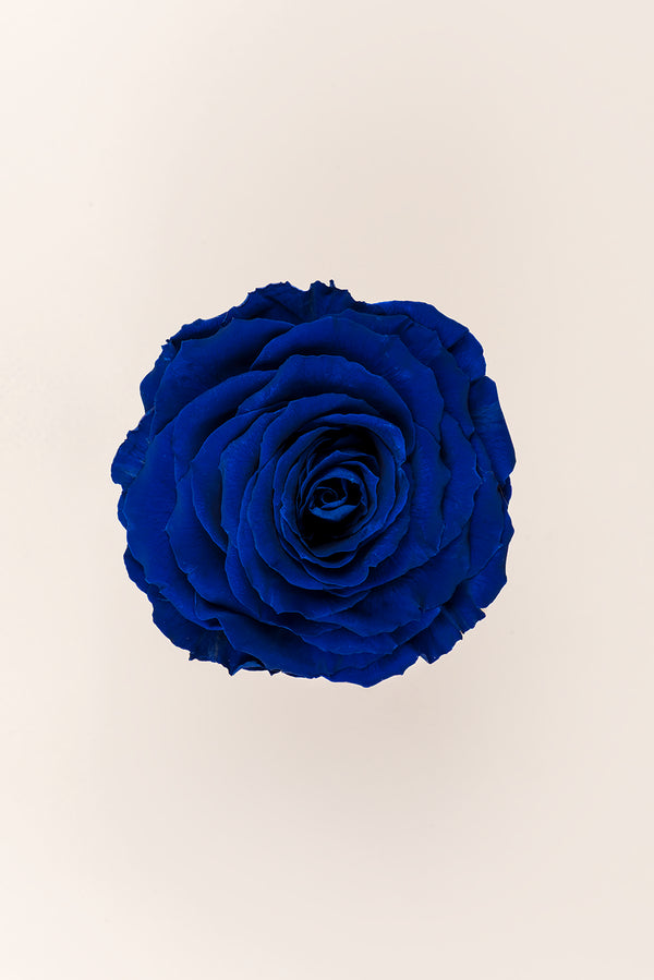 Rose king - Box 1 head