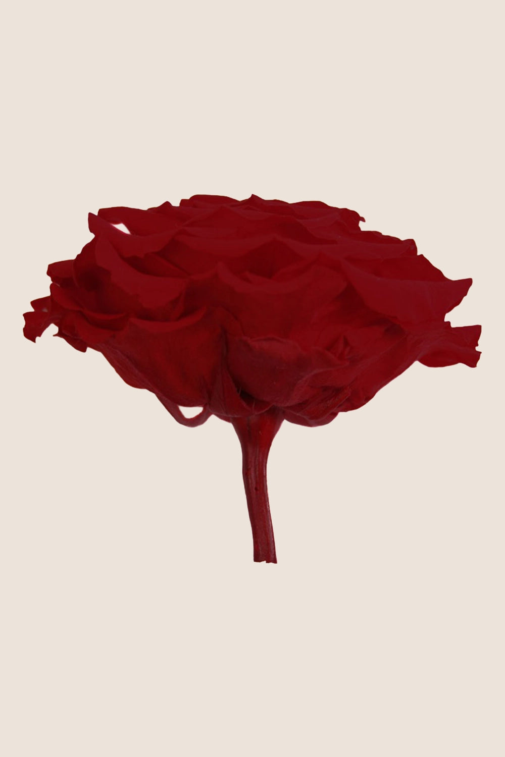 Rose king - Cabecera caja 1