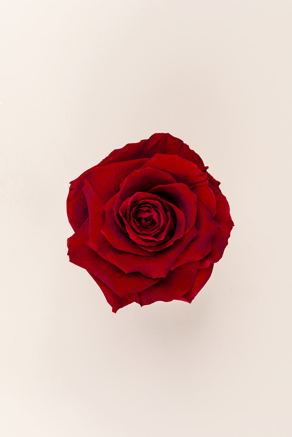Rose king - Cabecera caja 1