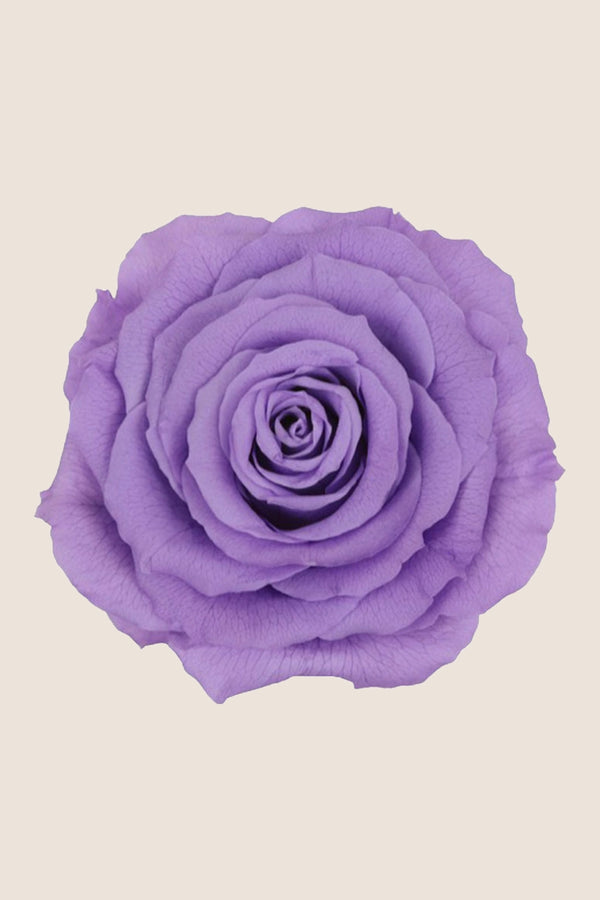 Rose king - Box 1 head