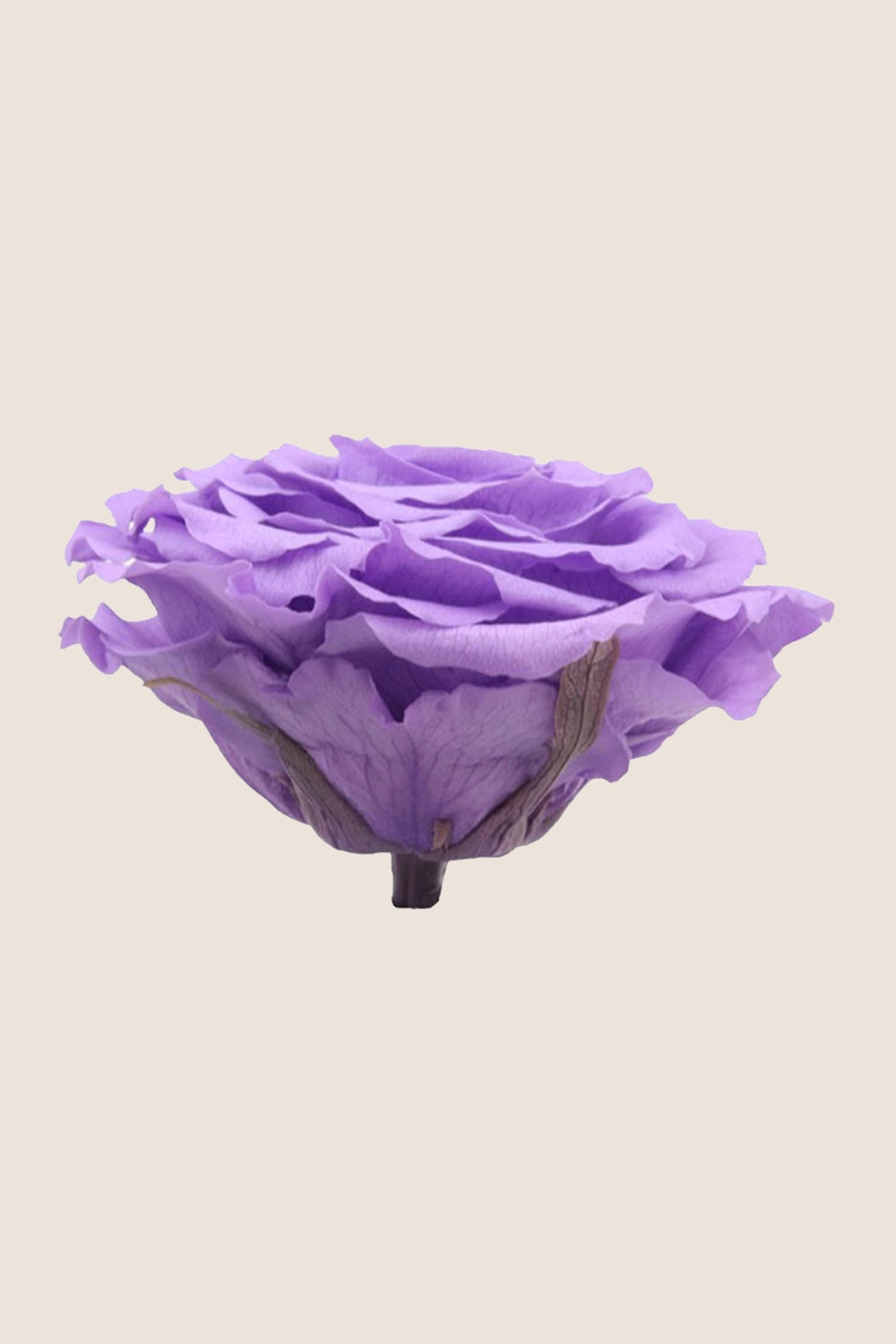 Rose king - Cabecera caja 1
