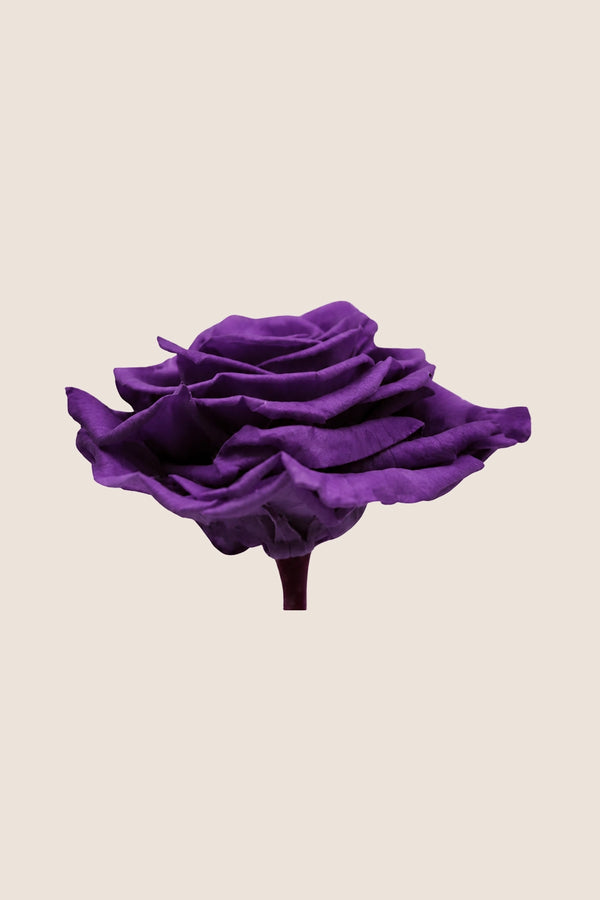 Rose king - Box 1 head