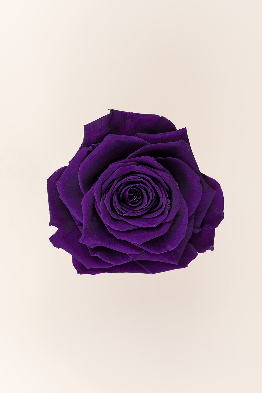 Rose king - Cabecera caja 1