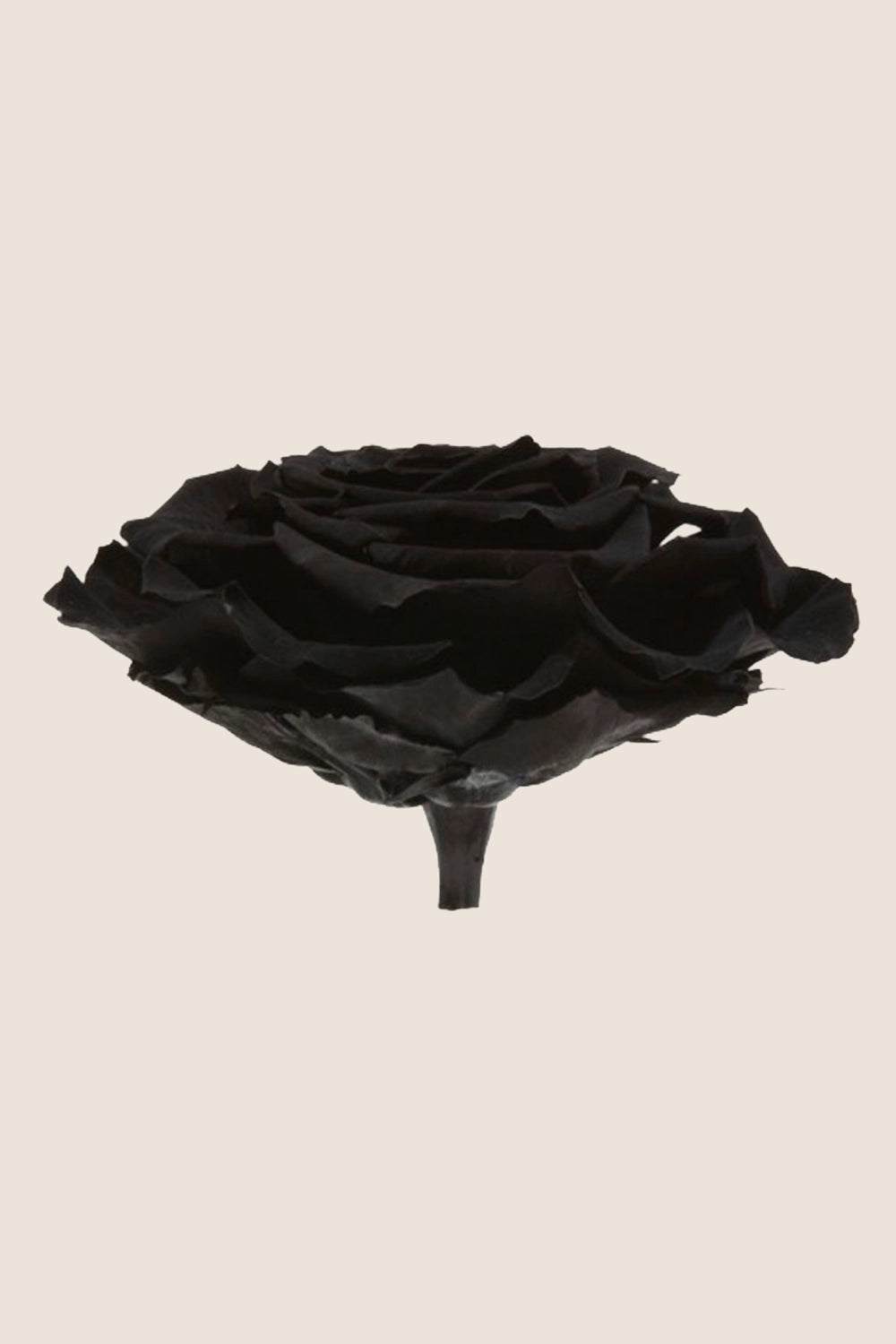 Rose king - Cabecera caja 1