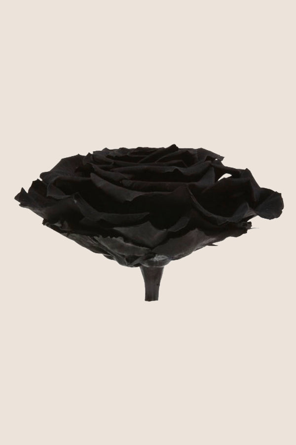 Rose king - Box 1 head