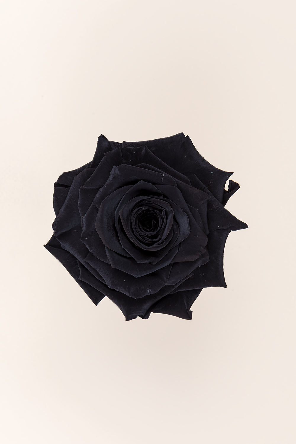 Rose king - Cabecera caja 1