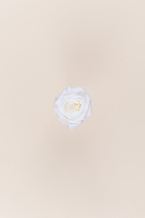 Rose Mini Bulk - Pack 288 u.