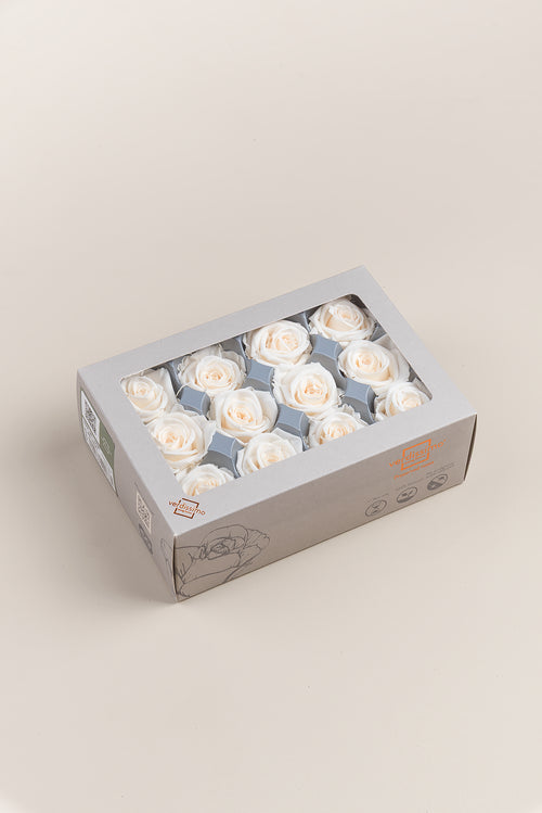 Rose Mini - Boîte 12 têtes