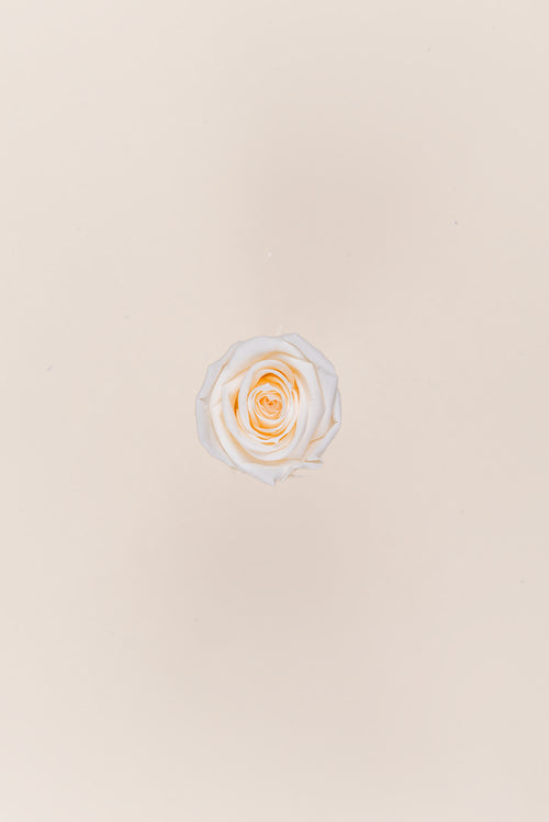 Rose Mini Bulk - Pack 288 u.