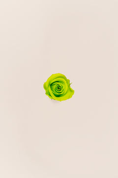 Lime Green