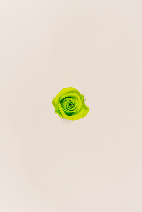Rose Mini Bulk - Pack 288 u.
