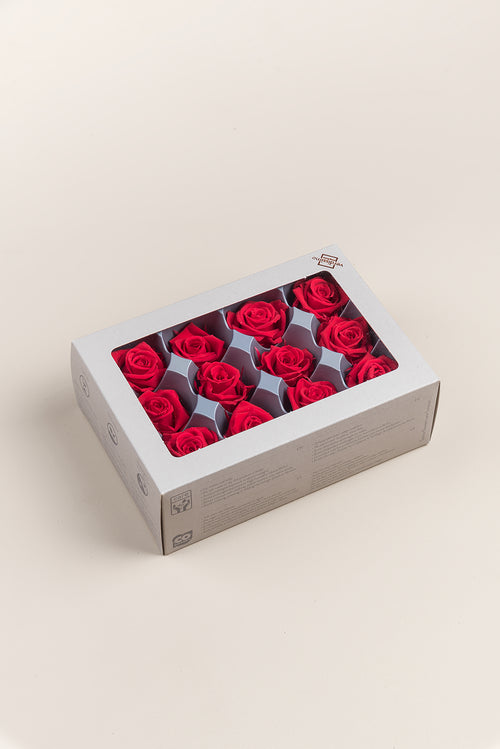 Rose Mini - Boîte 12 têtes